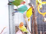 African Lovebird babies - Agapornis -  10 of 42