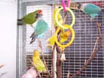 African Lovebird babies - Agapornis -  11 of 42