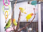 African Lovebird babies - Agapornis -  12 of 42