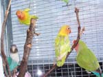 African Lovebird babies - Agapornis -  13 of 42