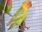 African Lovebird babies - Agapornis -  14 of 42