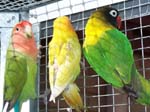 African Lovebird babies - Agapornis -  15 of 42