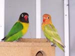 African Lovebird babies - Agapornis -  16 of 42