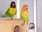 African Lovebird babies - Agapornis -  17 of 42