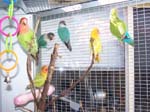 African Lovebird babies - Agapornis -  20 of 42