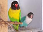 African Lovebird babies - Agapornis -  21 of 42