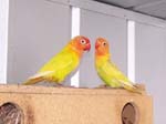 African Lovebird babies - Agapornis -  22 of 42