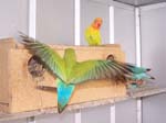 African Lovebird babies - Agapornis -  23 of 42