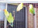 African Lovebird babies - Agapornis -  25 of 42