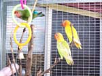 African Lovebird babies - Agapornis -  26 of 42