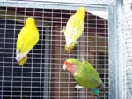 African Lovebird babies - Agapornis -  27 of 42