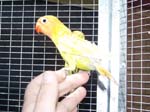 African Lovebird babies - Agapornis