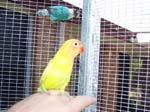 African Lovebird babies - Agapornis -  31 of 42
