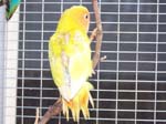 African Lovebird babies - Agapornis -  32 of 42
