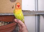 African Lovebird babies - Agapornis -  33 of 42