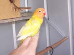 African Lovebird babies - Agapornis -  34 of 42