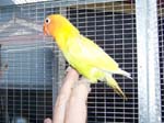 African Lovebird babies - Agapornis -  36 of 42