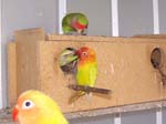 African Lovebird babies - Agapornis -  38 of 42