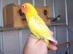 African Lovebird babies - Agapornis -  39 of 42