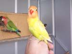 African Lovebird babies - Agapornis -  40 of 42