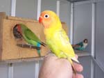 African Lovebird babies - Agapornis -  41 of 42