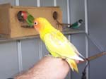 African Lovebird babies - Agapornis -  42 of 42