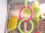 African Lovebird photos in motion - Agapornis -  1 of 47