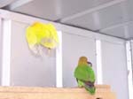 African Lovebird photos in motion - Agapornis -  2 of 47