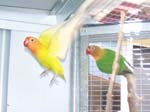 African Lovebird photos in motion - Agapornis -  3 of 47
