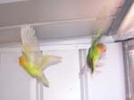 African Lovebird photos in motion - Agapornis -  4 of 47