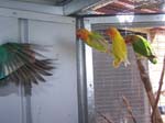 African Lovebird photos in motion - Agapornis -  5 of 47