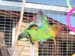 African Lovebird photos in motion - Agapornis -  7 of 47