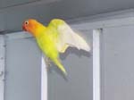 African Lovebird photos in motion - Agapornis -  8 of 47