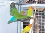 African Lovebird photos in motion - Agapornis -  10 of 47