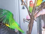 African Lovebird photos in motion - Agapornis
