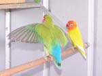 African Lovebird photos in motion - Agapornis -  12 of 47