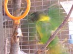 African Lovebird photos in motion - Agapornis -  13 of 47
