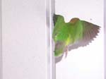 African Lovebird photos in motion - Agapornis
