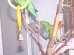 African Lovebird photos in motion - Agapornis -  15 of 47