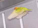 African Lovebird photos in motion - Agapornis -  16 of 47