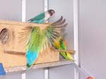 African Lovebird photos in motion - Agapornis -  19 of 47