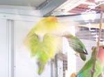 African Lovebird photos in motion - Agapornis -  21 of 47