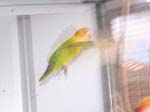 African Lovebird photos in motion - Agapornis -  22 of 47