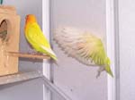 African Lovebird photos in motion - Agapornis -  23 of 47