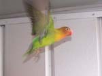 African Lovebird photos in motion - Agapornis -  24 of 47