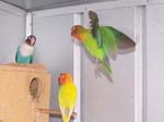 African Lovebird photos in motion - Agapornis -  25 of 47