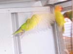 African Lovebird photos in motion - Agapornis -  26 of 47