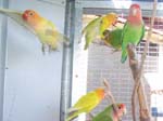 African Lovebird photos in motion - Agapornis -  27 of 47