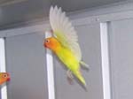 African Lovebird photos in motion - Agapornis -  29 of 47