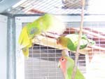 African Lovebird photos in motion - Agapornis -  32 of 47